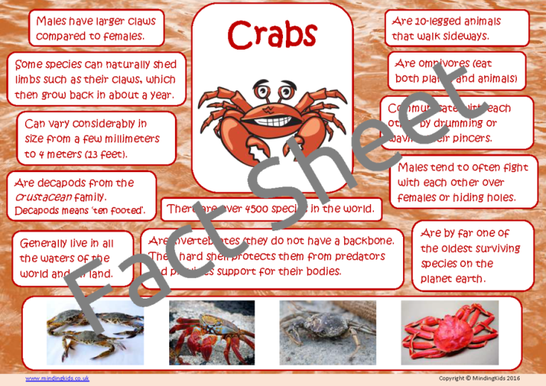 Crab Facts - MindingKids