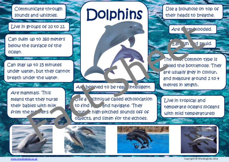 Dolphin Facts - Mindingkids