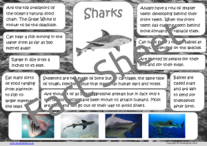 Shark Facts