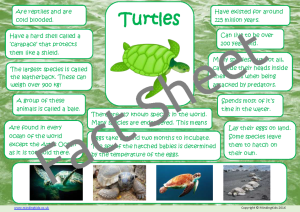 Turtle Facts