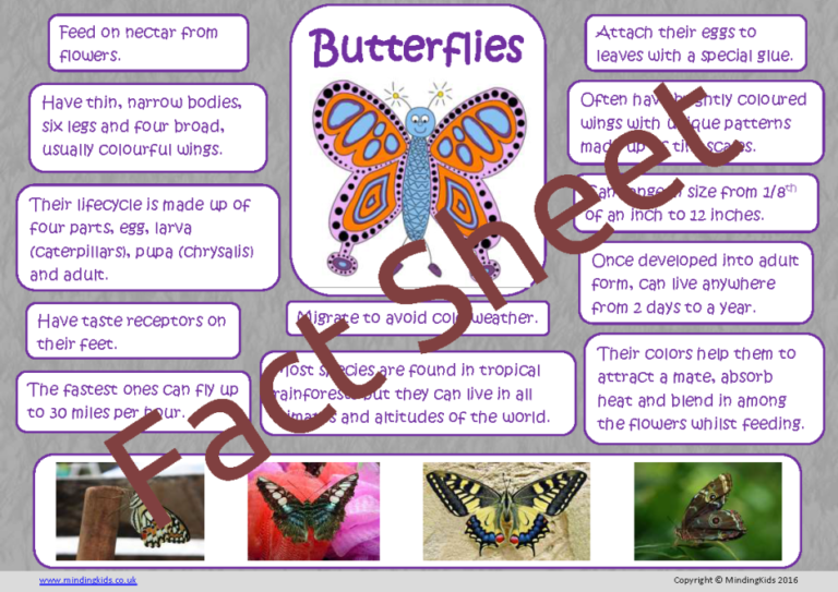 Butterfly Facts MindingKids