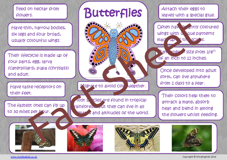 10 Fascinating Facts About Butterflies - Bank2home.com