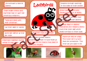 Ladybird Facts