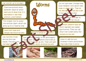 Worm Facts