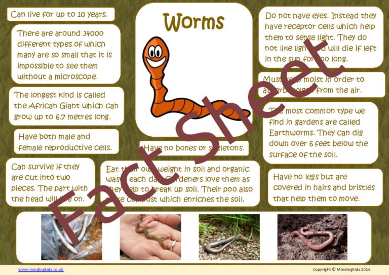 Worm Facts - MindingKids