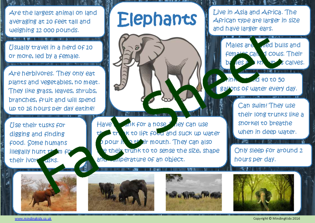 Elephant Facts - MindingKids