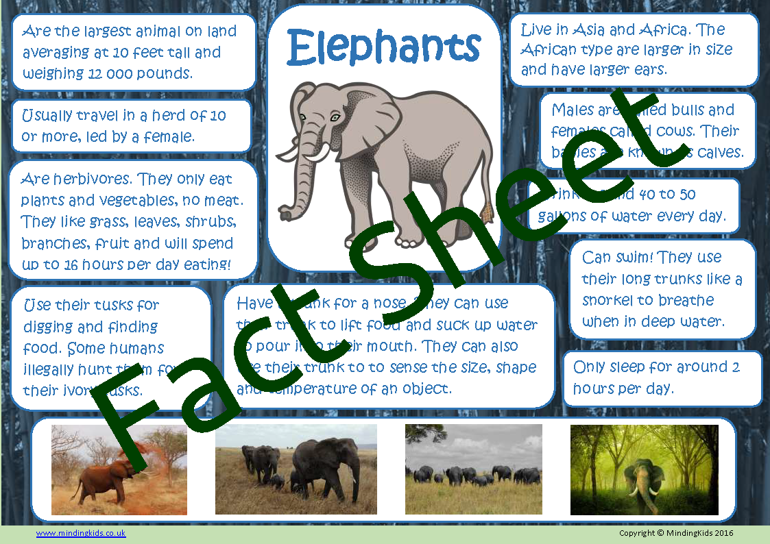 Facts about animals. Fact file о животных. Слон на английском языке. По английскому Elephants. Elephant facts.