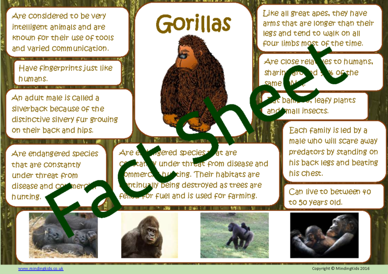 Gorilla Facts - MindingKids