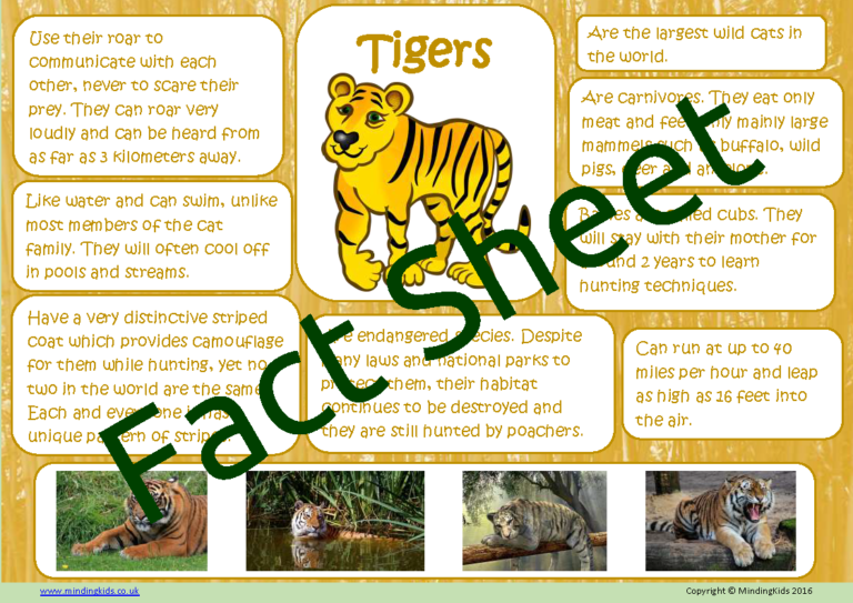 Tiger Facts - MindingKids